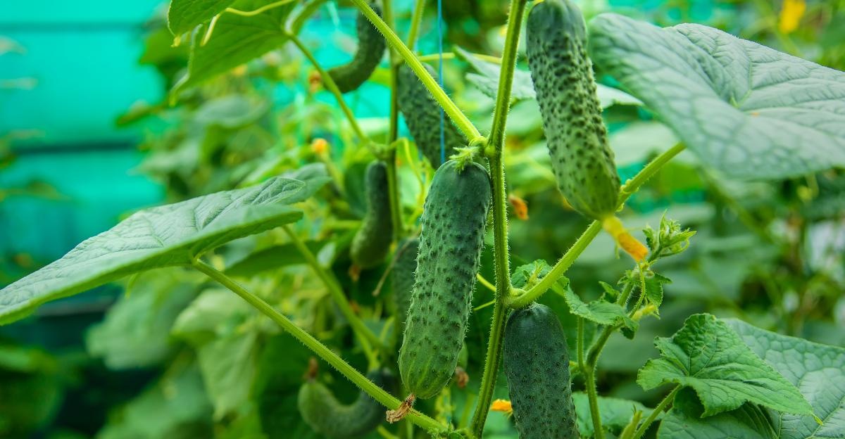 Plants California Gardeners Regret Waiting Too Long To Plant In Spring