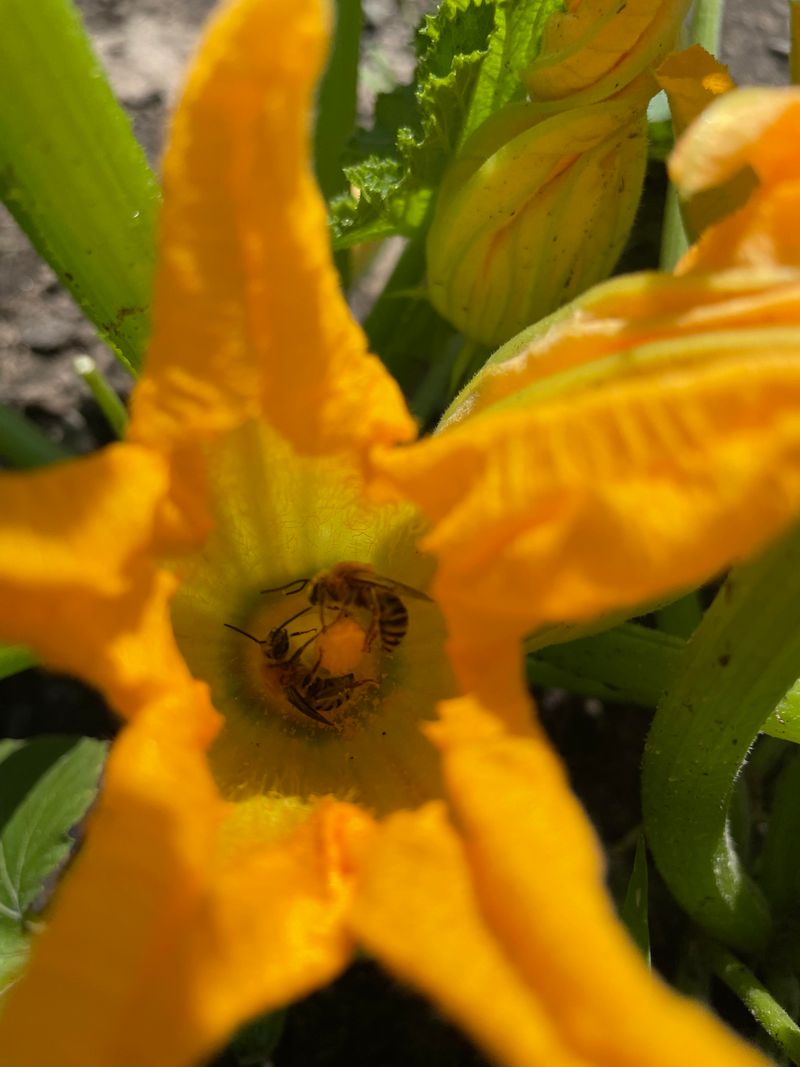 Pollination Problems Can Reduce Harvest