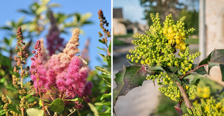 Plants Every Oregon Gardener Is Choosing For A No-Fuss Yard In 2026