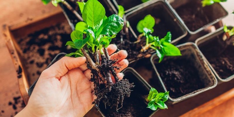 Higher Natural Humidity Supports Rooting