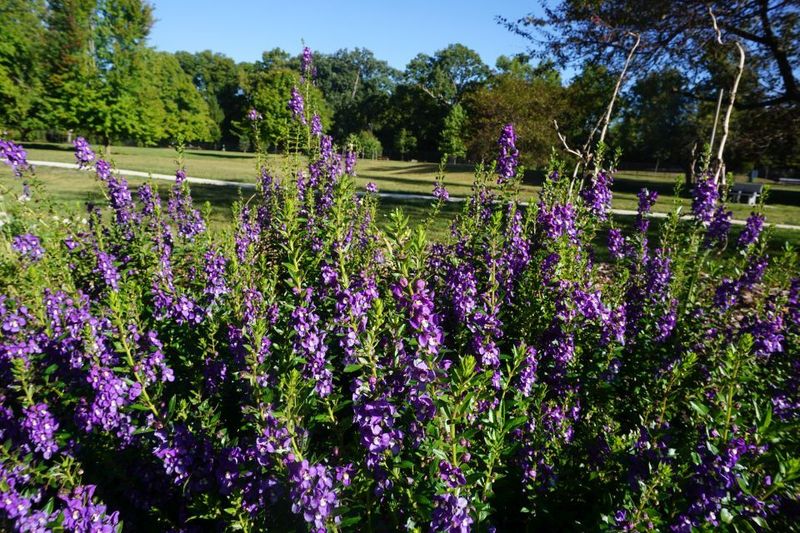 Angelonia That Loves The Heat