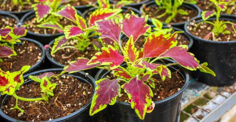 Plants North Florida Gardeners Should Plant Before April Ends