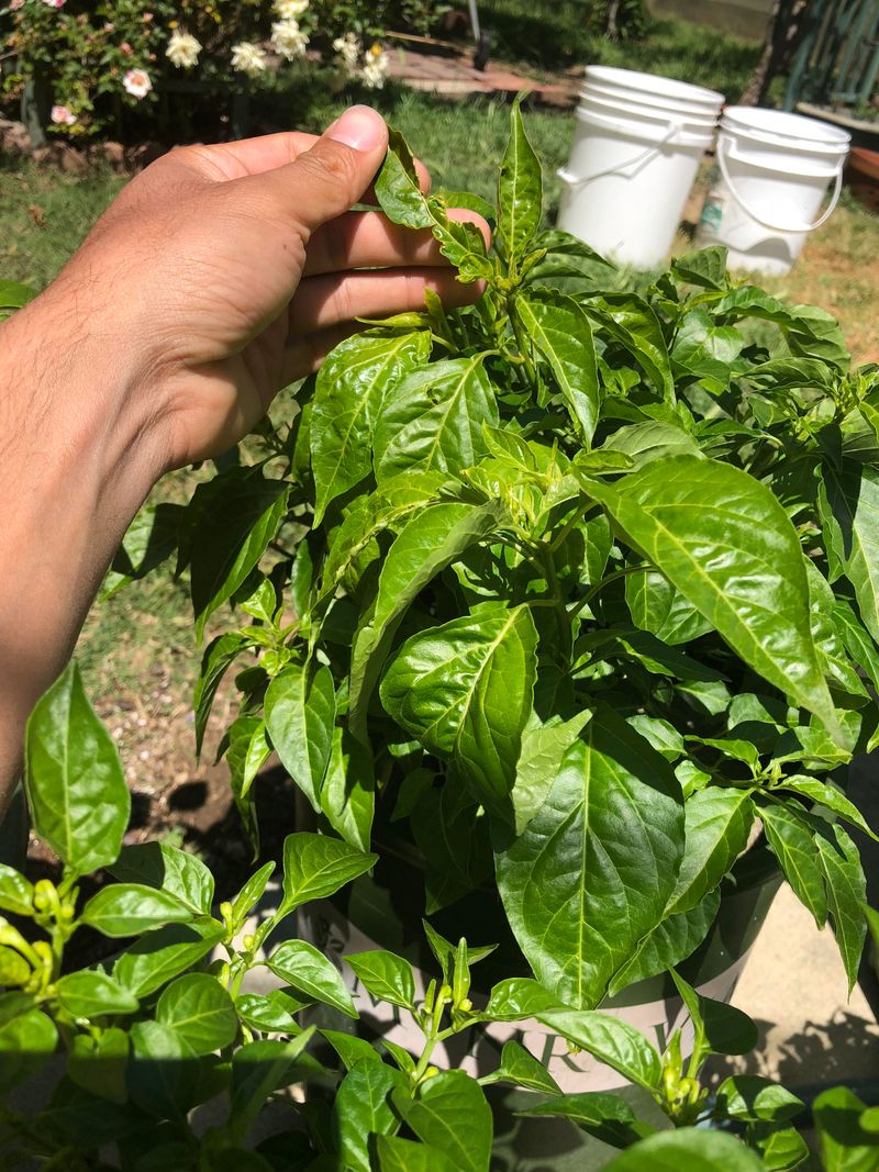 Leaves Twist Or Grow Uneven When Micronutrients Are Off