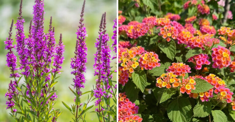 Purple Loosestrife and Lantana