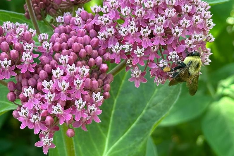 Swamp Milkweed (Asclepias incarnata)