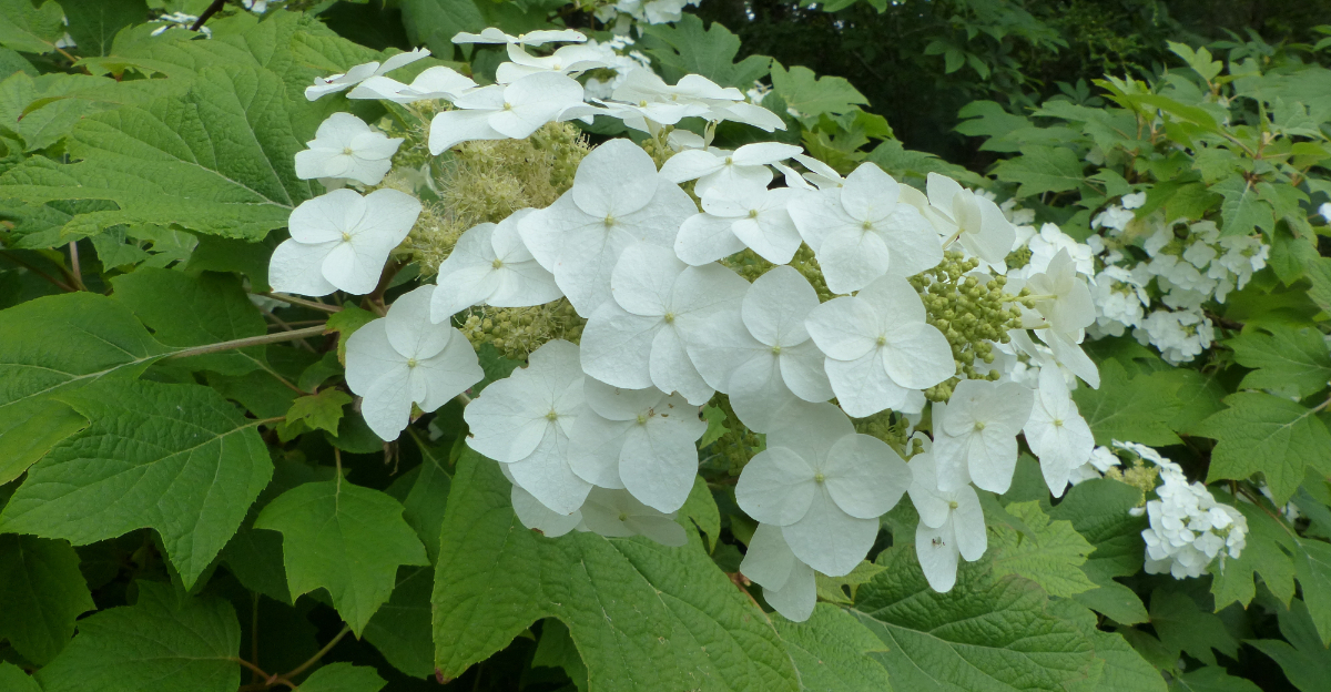 oakleaf hydrangea
