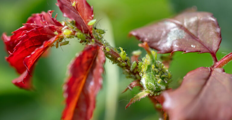 Plants That Attract Pests And Diseases In Texas Gardens