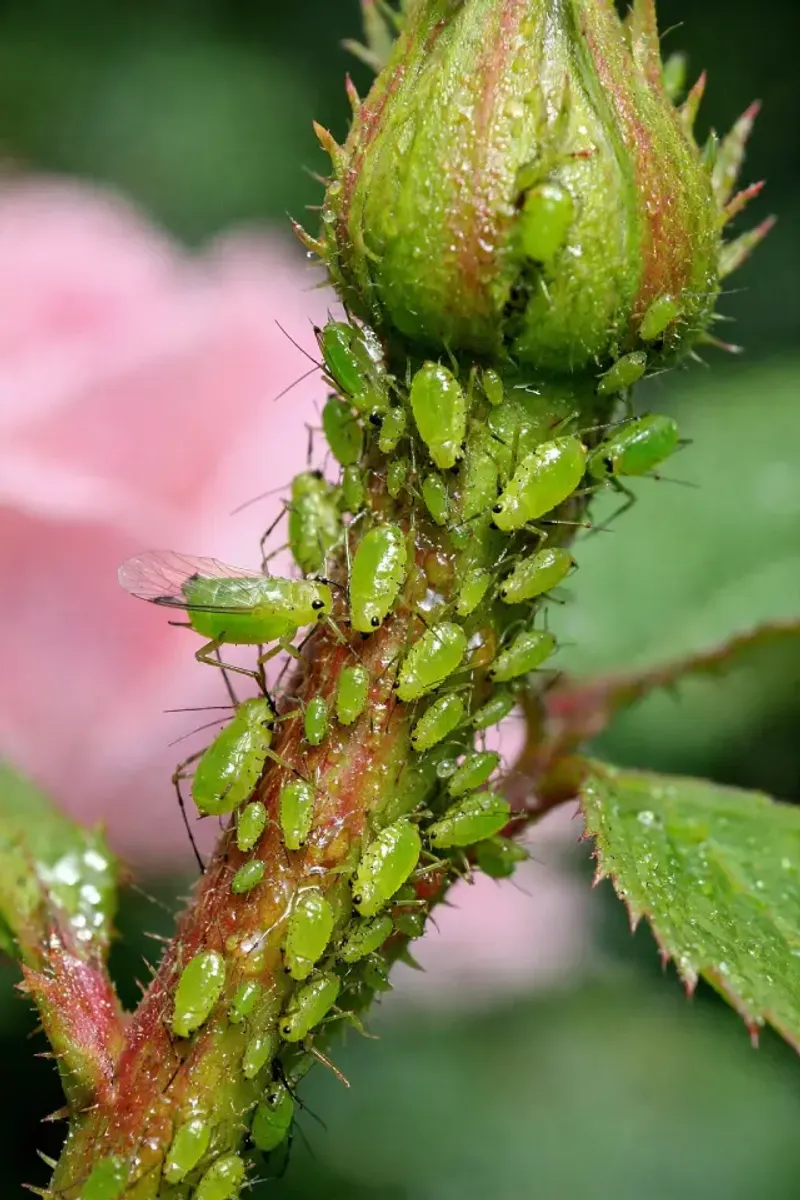 Roses Often Deal With Aphids And Leaf Issues