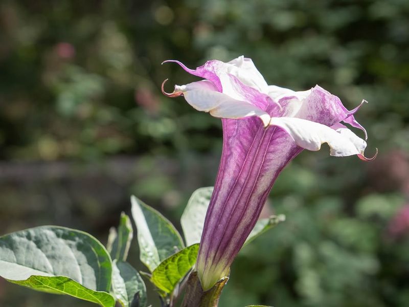Jimsonweed With Night-Blooming Trumpet Flowers