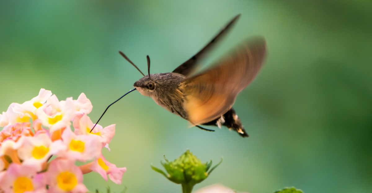 Plants That Bring Hummingbird Hawk-Moth To Your Texas Garden