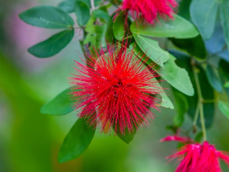Baja Fairy Duster Brings Soft Color And Buzz