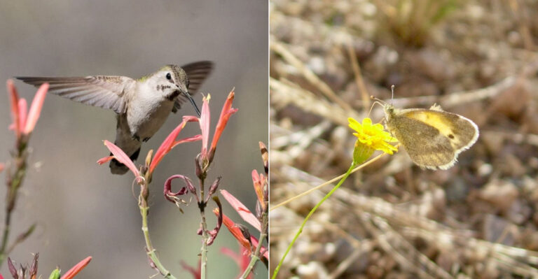 Plants That Fill Arizona Gardens With Hummingbirds And Butterflies