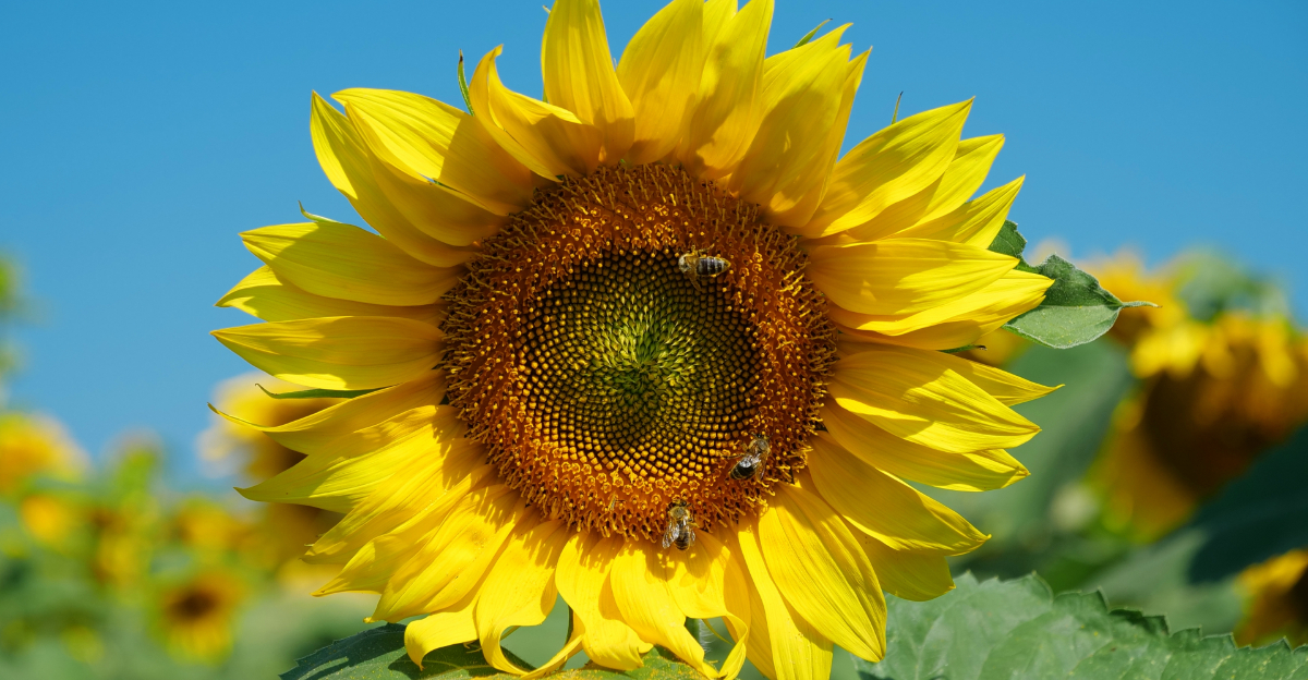 Plants That Help California’s Native Bees Survive Summer