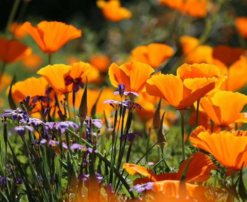 California Poppy Brings Bright Spring Color With Little Effort