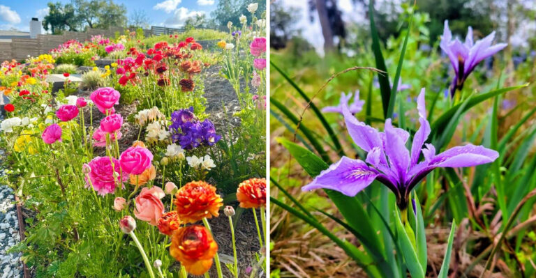 Plants That Thrive In Northern California’s Spring