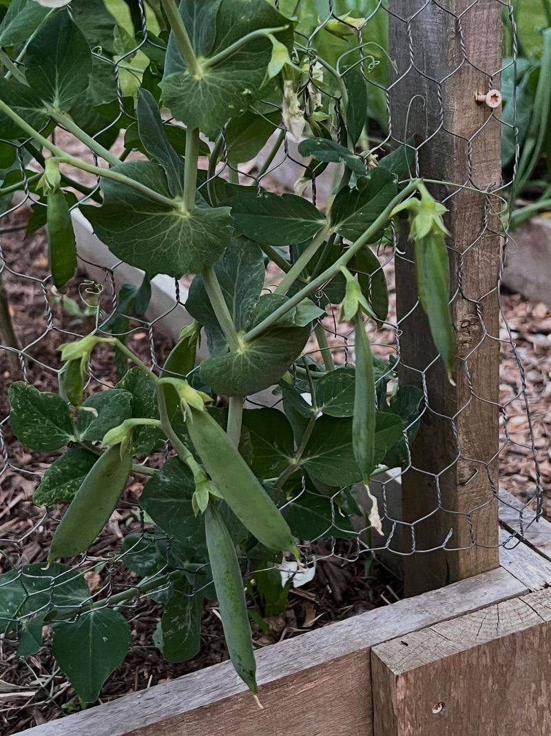 Sugar Snap Peas For Early Spring Harvest