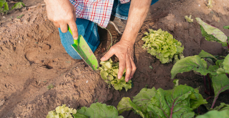 Plants To Add To Your Ohio Garden This April