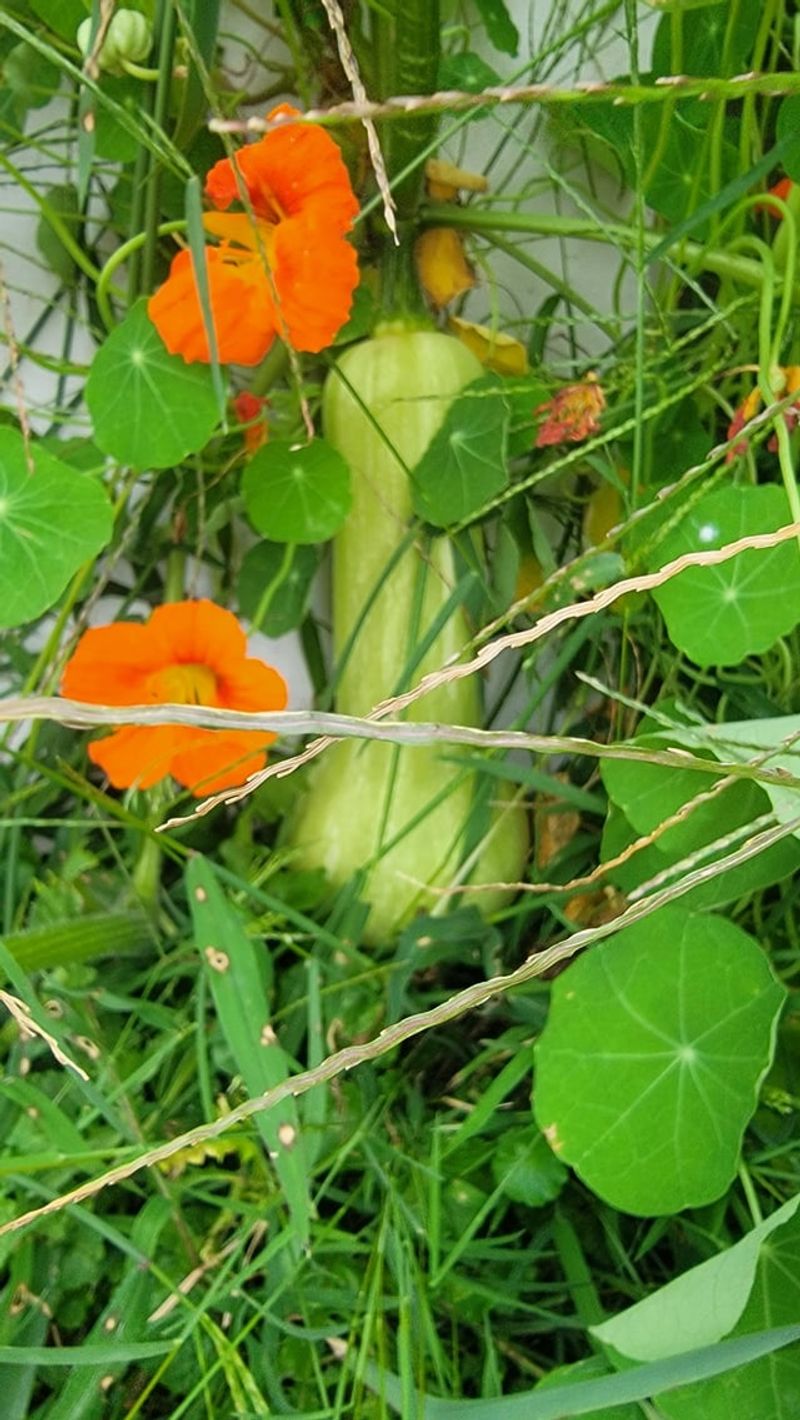 Nasturtium Adds Bright Color Under Squash