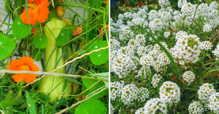 Plants To Grow Around Squash In Michigan For Fuller Beds And Fewer Pest Problems