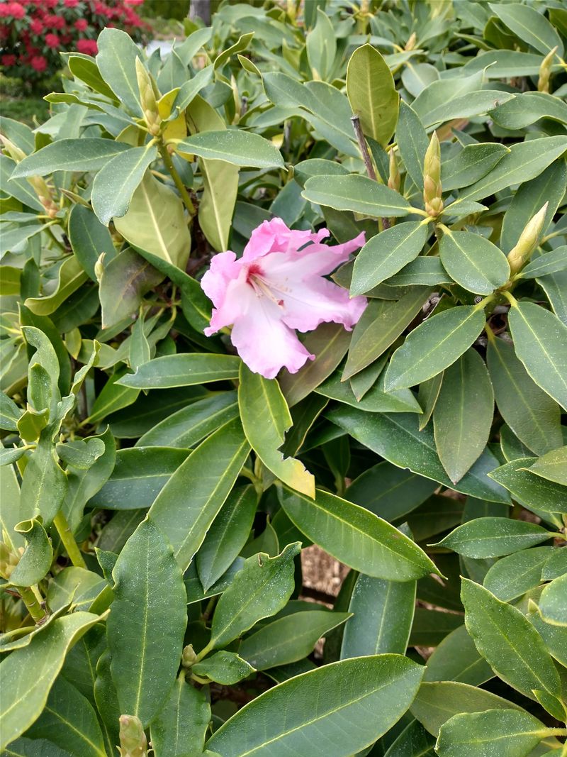 Bloom Loss Is Often Uneven Across The Plant