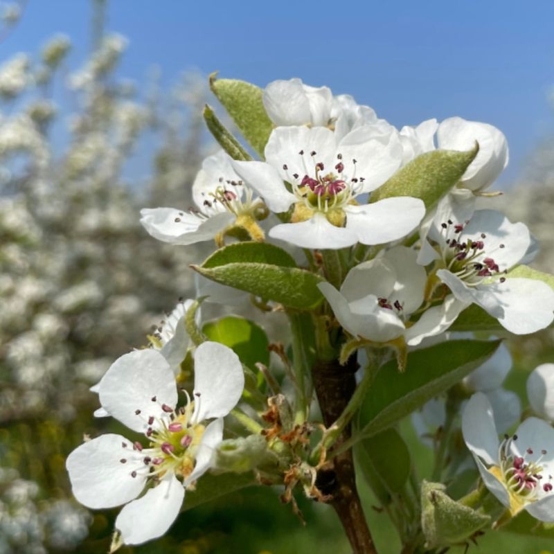 Apple Blossoms Can Run Into Problems In Rainy Springs