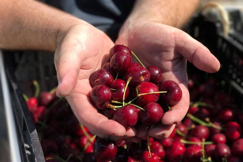 Tart Cherry Can Still Be Pruned For A Stronger Season