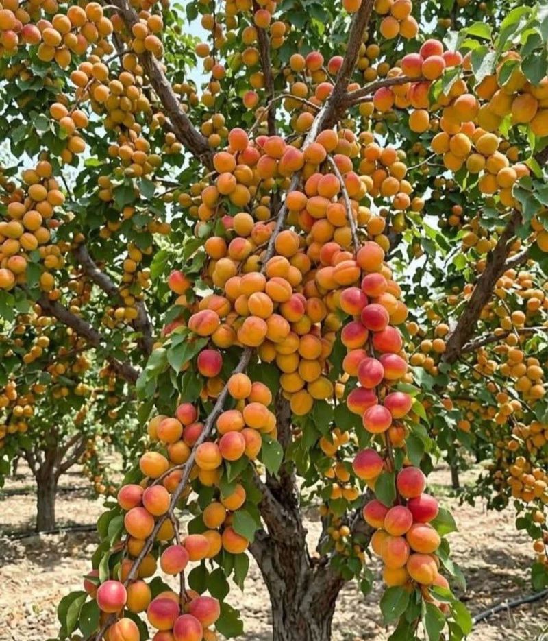 Apricot Trees Benefit From Early Season Feeding