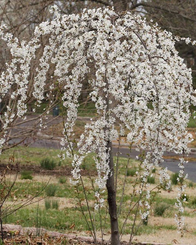 Cherry Trees Use Spring Nutrients To Maintain Vigorous Growth
