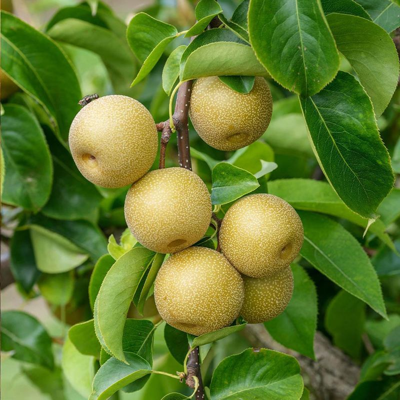 Asian Pear Trees Grow Crisp Fruit With A Strong Backyard Presence