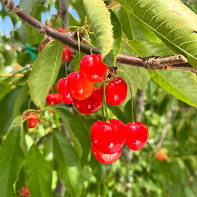 Sweet Cherry Trees That Deliver Homegrown Summer Treats