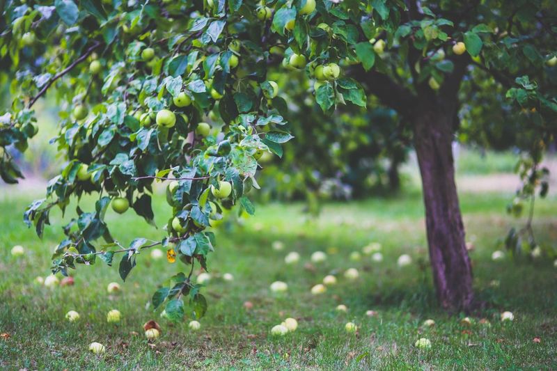 Apple Trees That Stay On Track For Summer
