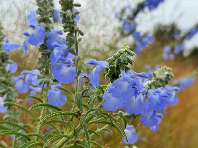 Azure Blue Sage The Heat Loving Pollinator Favorite