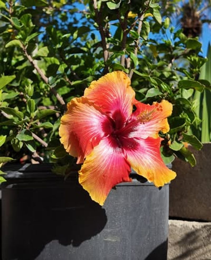 Hibiscus Needs Shade And Extra Water