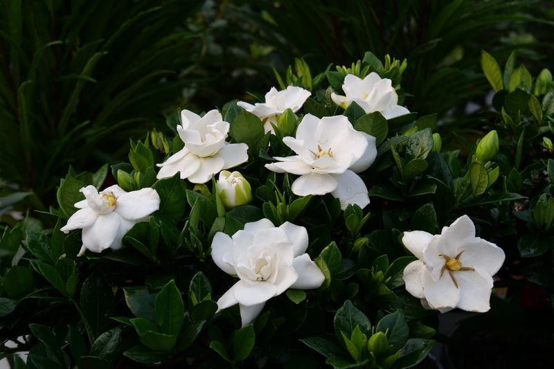 Gardenia (Gardenia Jasminoides)
