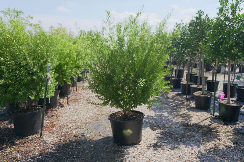 Wax Myrtle For A Soft Native Screen