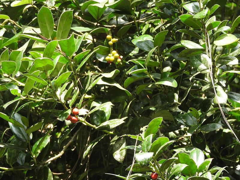 Dwarf Burford Holly Grows Thick And Works Well For Privacy