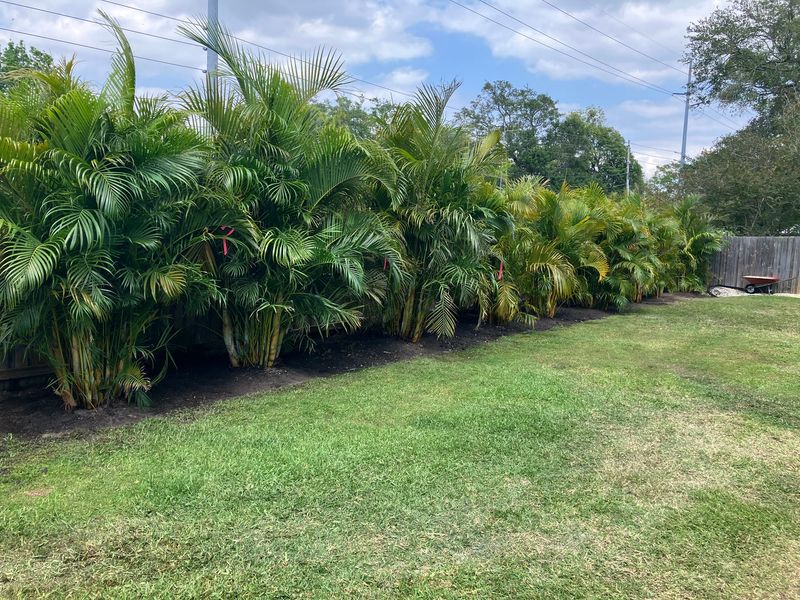 Areca Palm Creates A Soft Tropical Screen