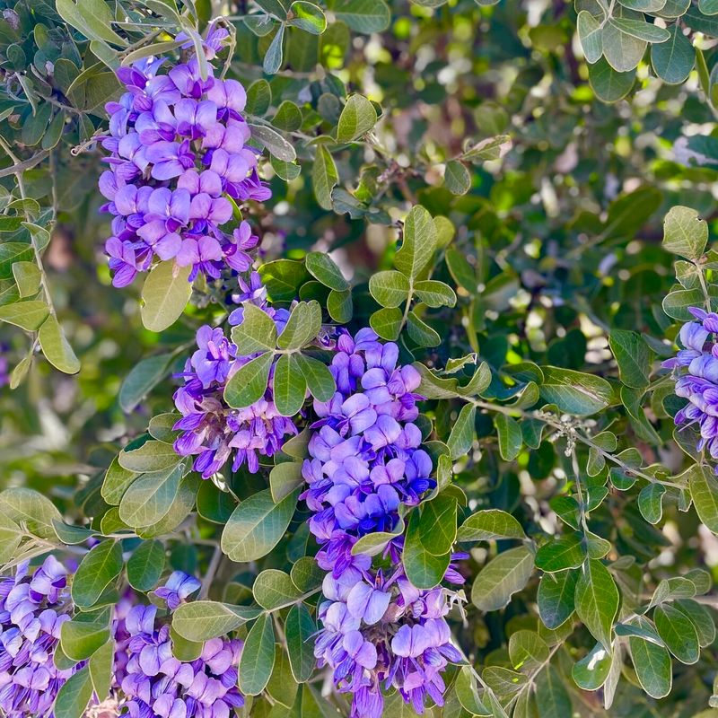 Texas Mountain Laurel (Dermatophyllum Secundiflorum)