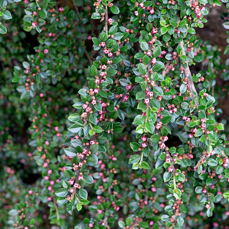 Emerald Carpet Manzanita