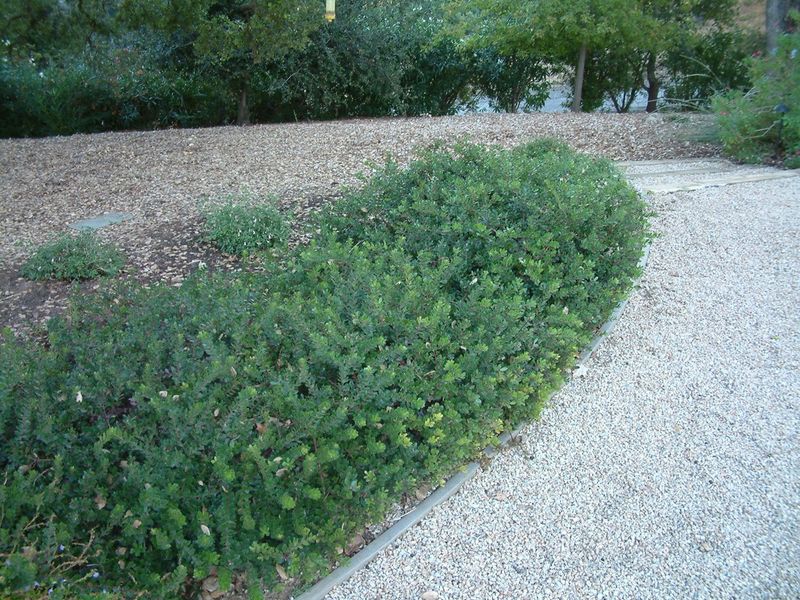 Emerald Carpet Manzanita