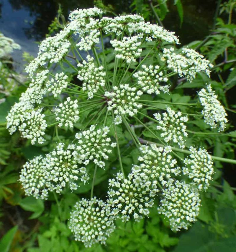 Water Hemlock Thrives Near Wet Areas