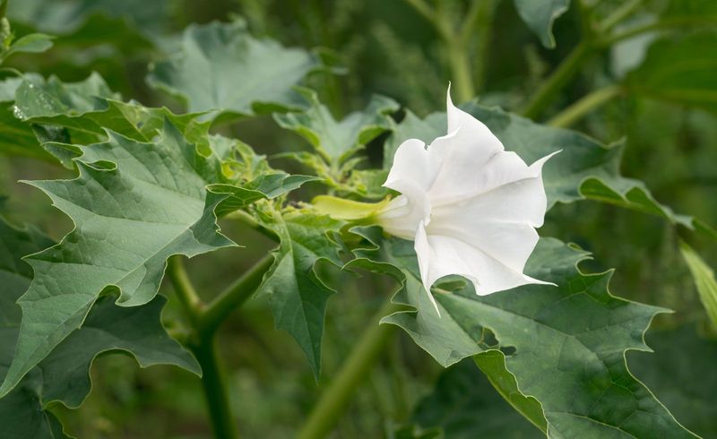 Jimsonweed Brings Trouble To The Garden