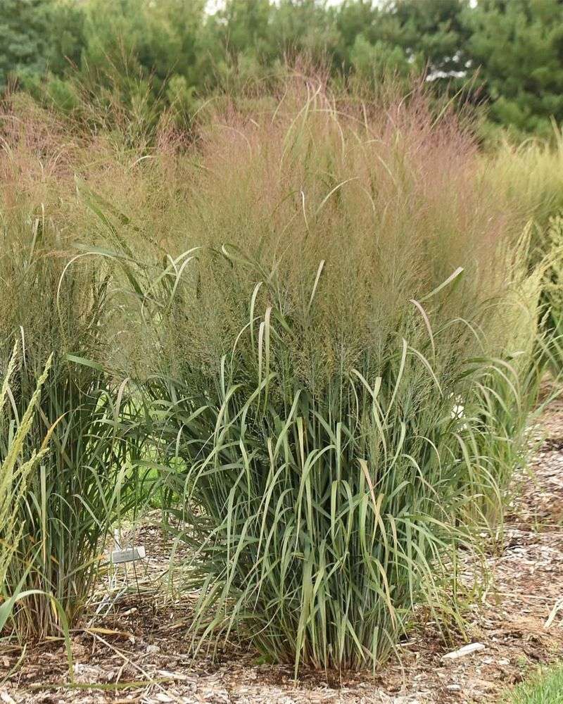 Switchgrass 