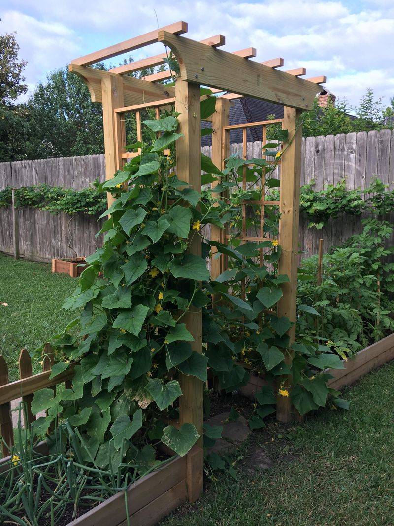 Cucumbers Spread Quickly And Fill Trellises With Fruit