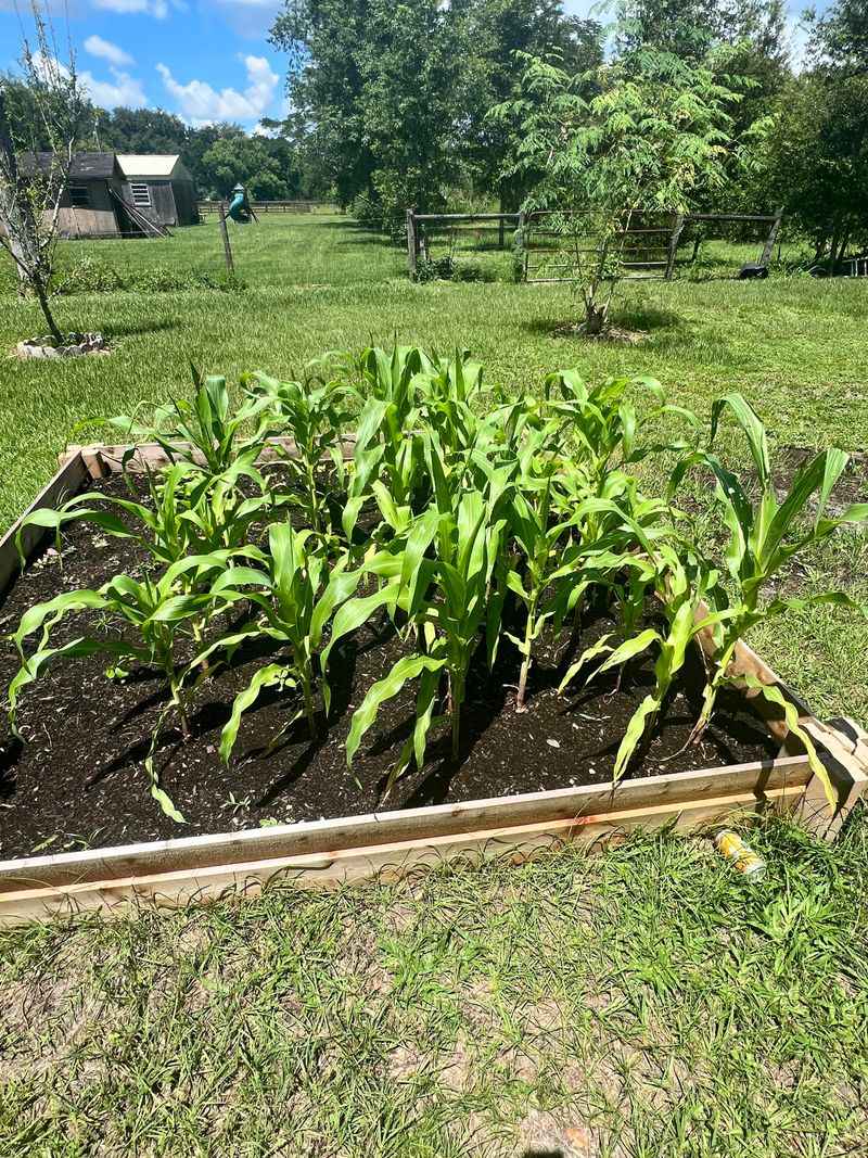 Sweet Corn Needs Warm Soil For Strong Growth