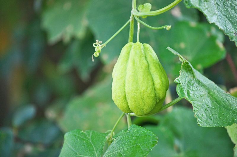 Chayote Can Turn One Plant Into Plenty