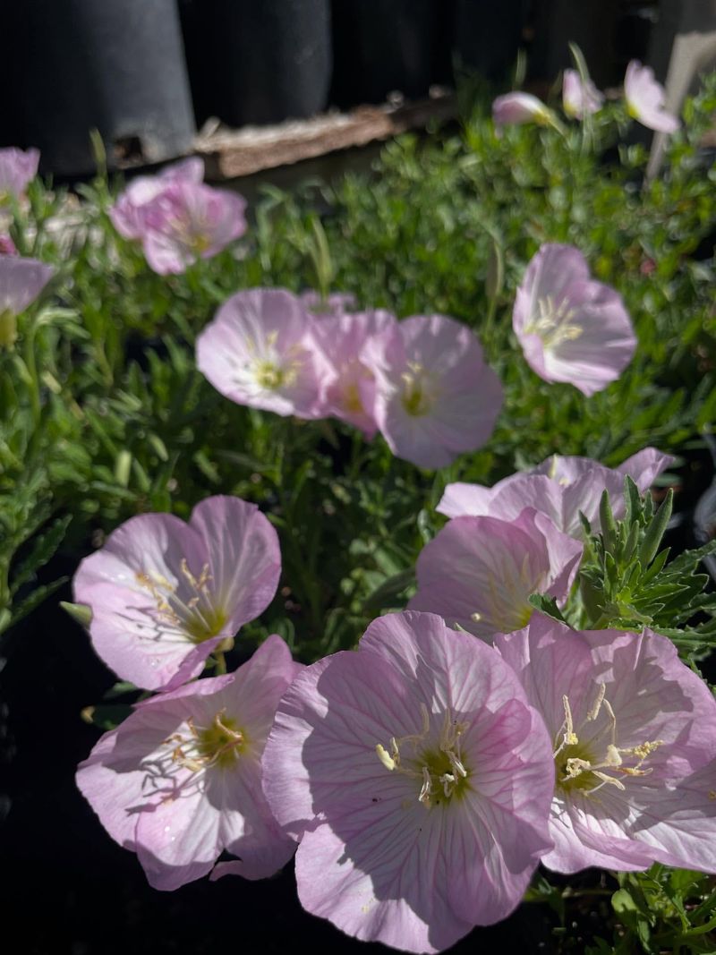 Handles Texas Weather Swings With Ease