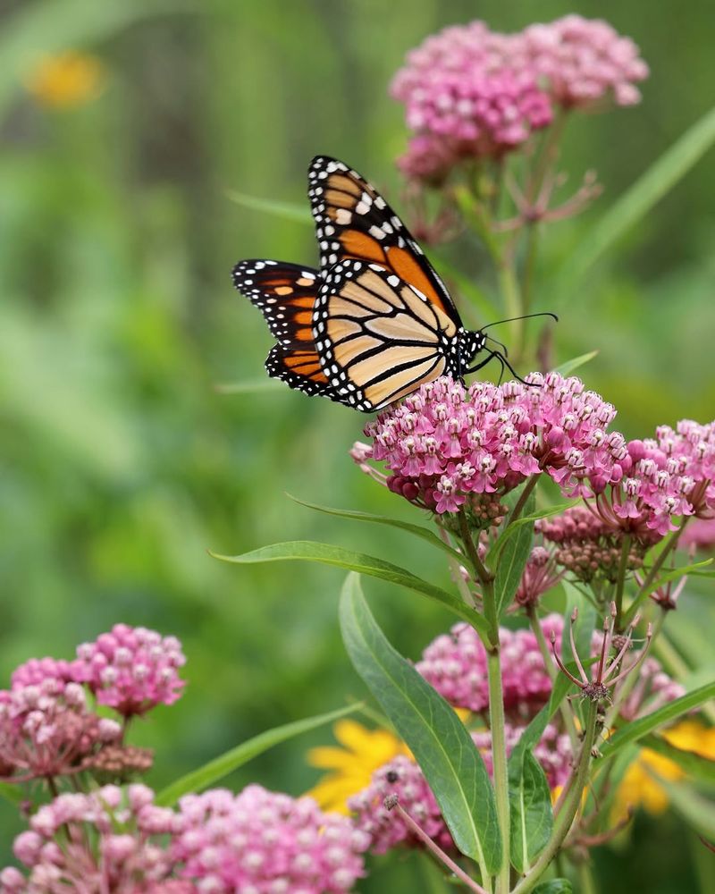 Milkweed With Its Critical Role For Monarchs