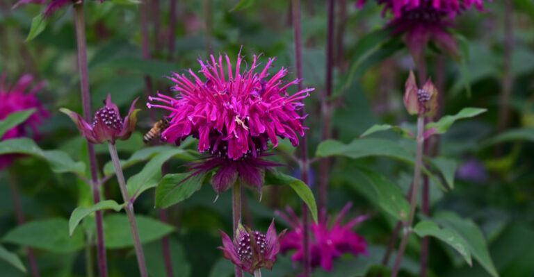 Pollinator Plants To Grow This April In Ohio