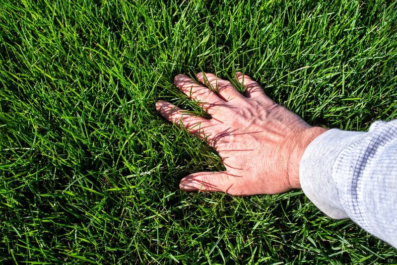 Turf-Only Lawns May Not Help Pollinators Much